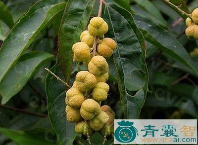 中药材狗爪樟皮图片