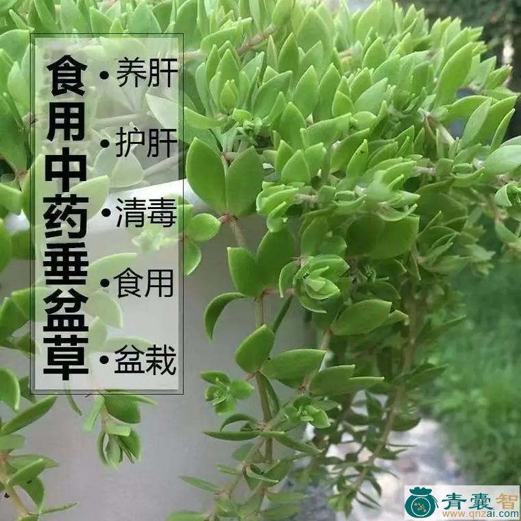 狗牙半枝的性味归经以及功效用法-青囊智