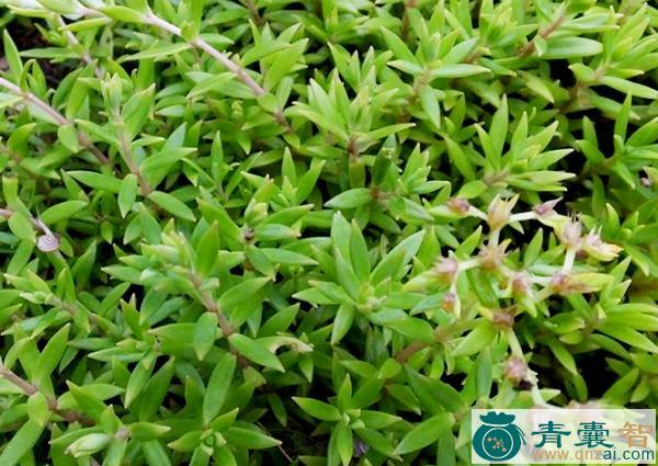 中药材狗牙瓣图片