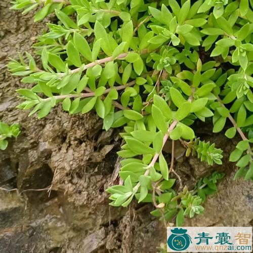 中药材狗牙草图片