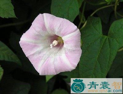 中药材狗狗秧图片