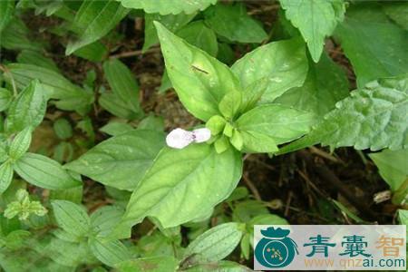 狗肝菜的性状性味归经以及功效用法和注意事项-青囊智