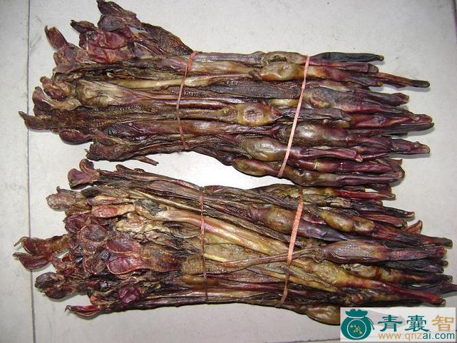 中药材狗肾子图片