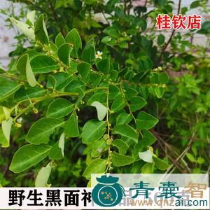 中药材狗脚刺图片