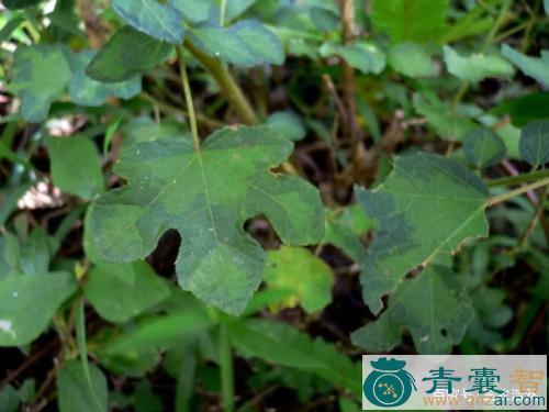 狗脚草的性状性味归经以及功效用法和注意事项-青囊智