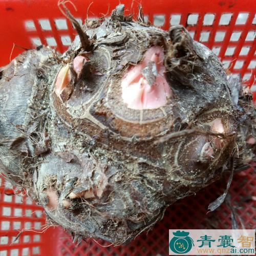 中药材狗芋头图片