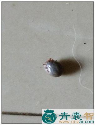中药材狗虱图片