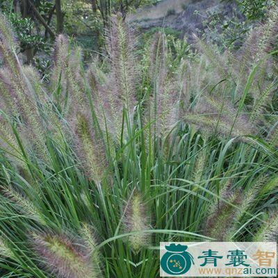 狗蚁草的性味归经以及功效用法-青囊智