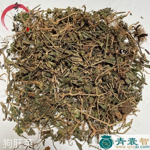 中药材狗蚤菜图片