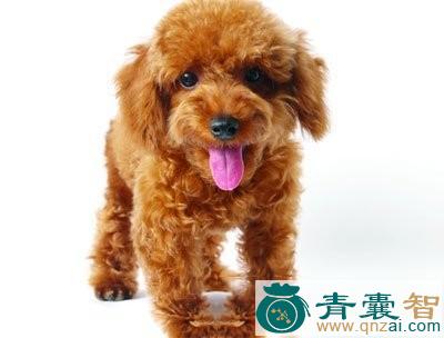 中药材狗血图片