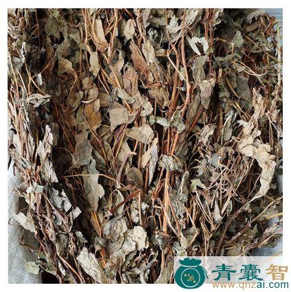 中药材狗贴耳图片