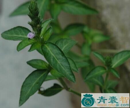狗额藤的性味归经以及功效用法-青囊智
