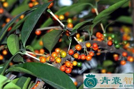 中药材狗骨柴图片