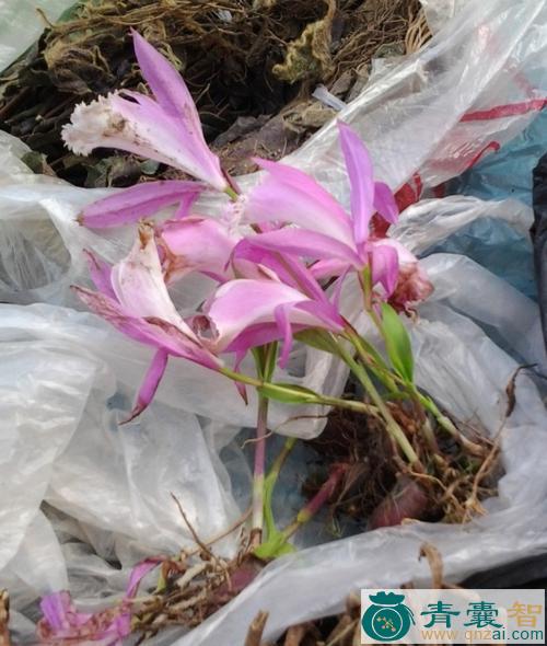 中药材独叶一枝花图片