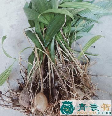 中药材独叶白芨图片