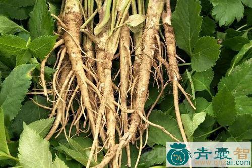 中药材独摇草图片