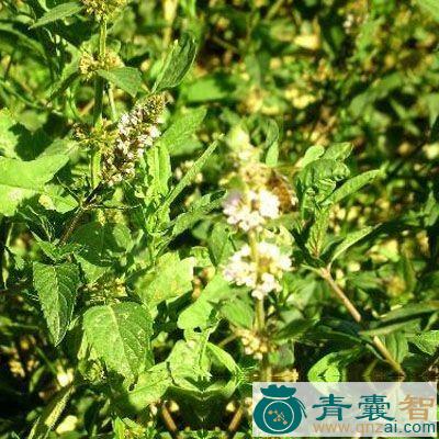 中药材独椒图片