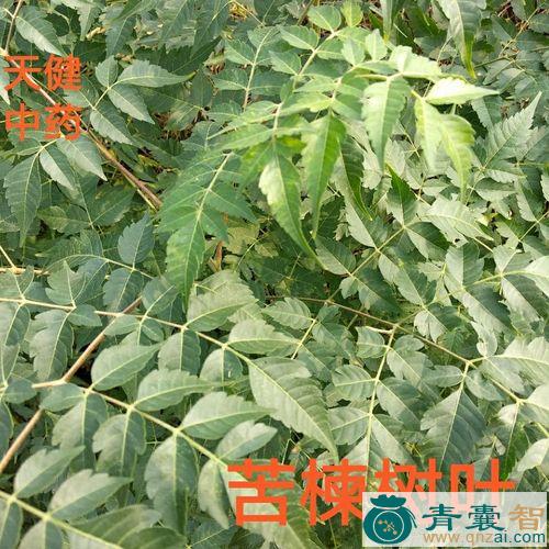 中药材独皮叶图片
