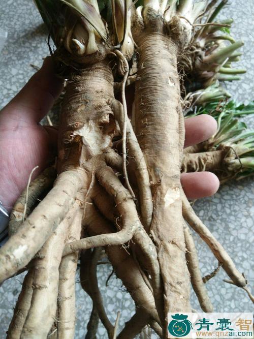 独竹草的性味归经以及功效用法-青囊智