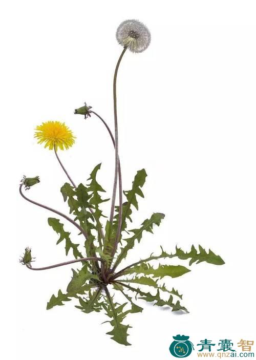 中药材独花蒲公英图片