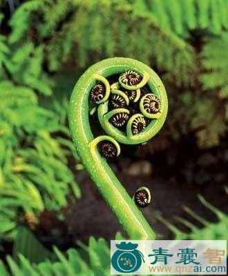 中药材独蕨箕图片