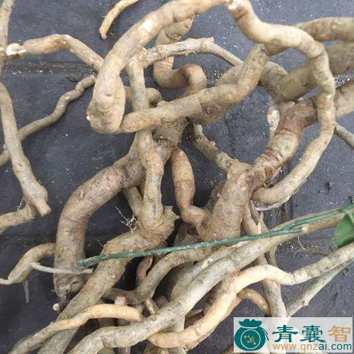 中药材独虎龙图片