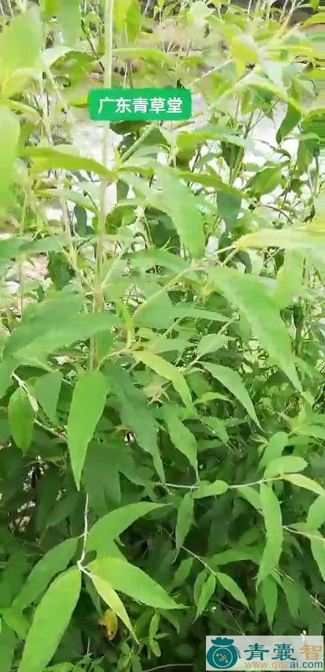 独鹿角姜的性状性味归经以及功效用法和注意事项-青囊智