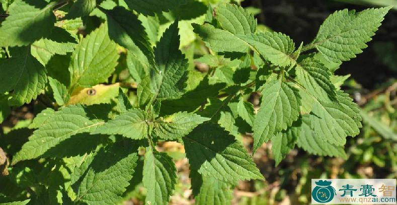 中药材狭叶香茶菜图片