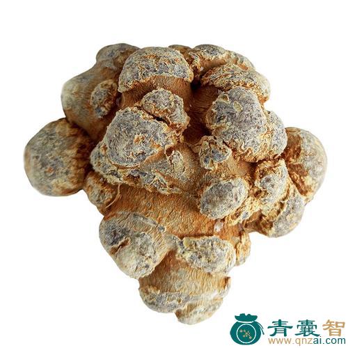中药材狮儿七图片