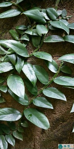 中药材狮尾草图片