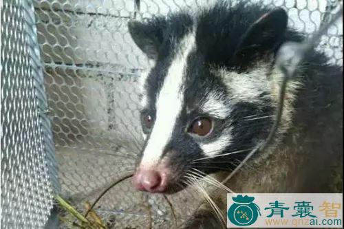 中药材狸图片