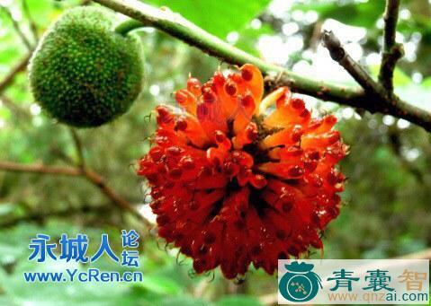 狸头竹的性味归经以及功效用法-青囊智
