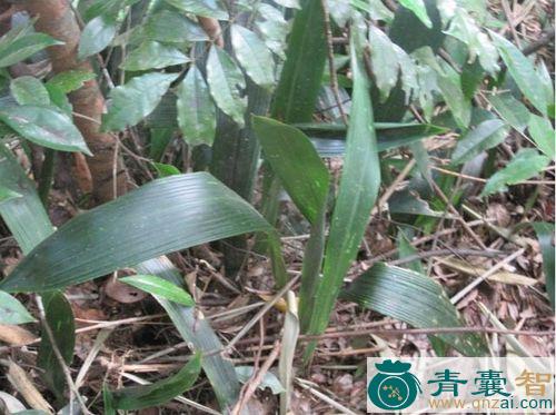 狸角叶的性状性味归经以及功效用法和注意事项-青囊智