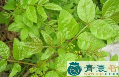 中药材狼机柴图片