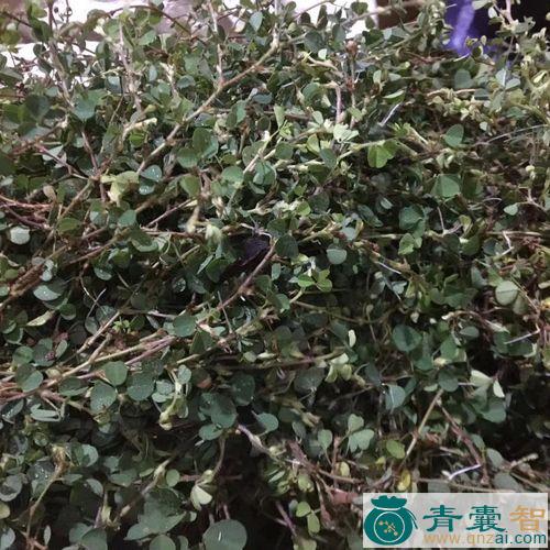 猛一撒的性味归经以及功效用法-青囊智
