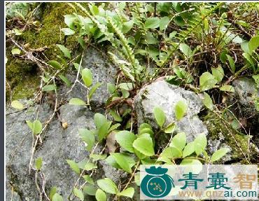 中药材猛虎下山图片