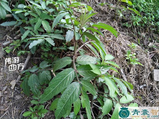 猩锈臭草的性状性味归经以及功效用法-青囊智
