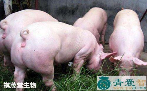 中药材猪图片