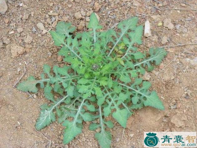 中药材猪兜菜图片
