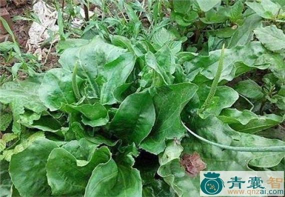 中药材猪拨菜图片