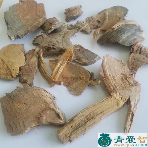 中药材猪松木图片