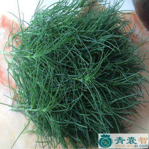 中药材猪毛菜图片