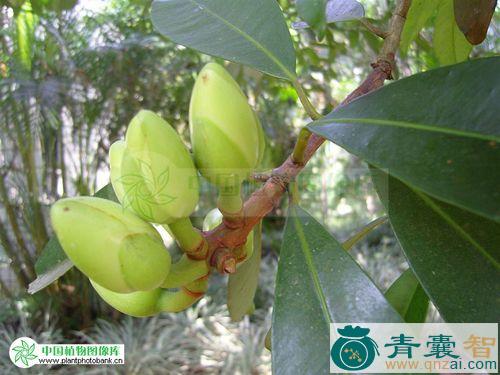 中药材猪油果图片