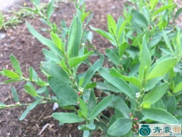 中药材猪牙菜图片