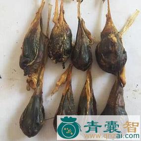 中药材猪牳柳图片