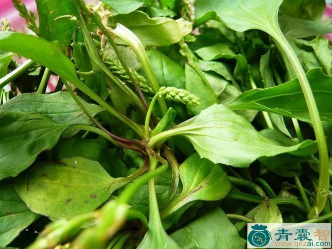 中药材猪耳菜图片