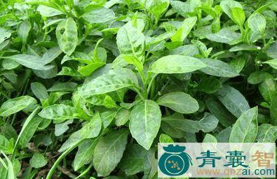 猪肝菜的性状性味归经以及功效用法和注意事项-青囊智
