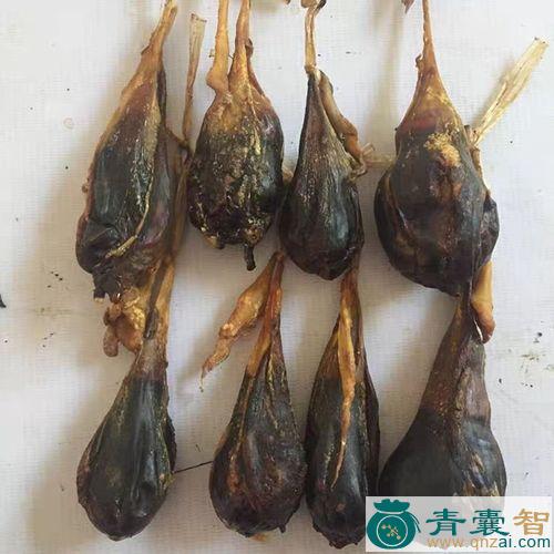 中药材猪胆图片