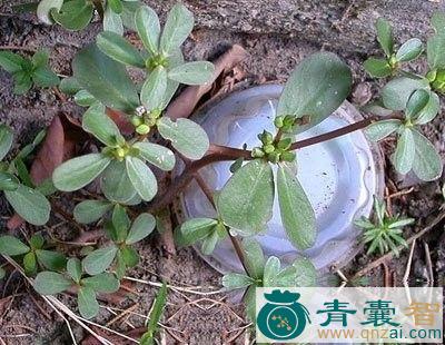 中药材猪菜母图片