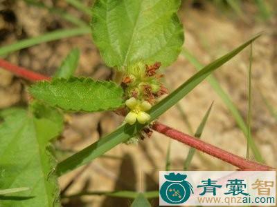 中药材猪蛇婆图片
